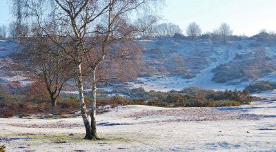 Winter-Hartlebury-Common-by-Gemma-Henry